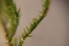 Bryophyta