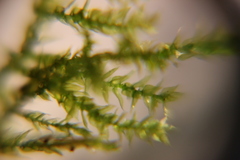 Bryophyta