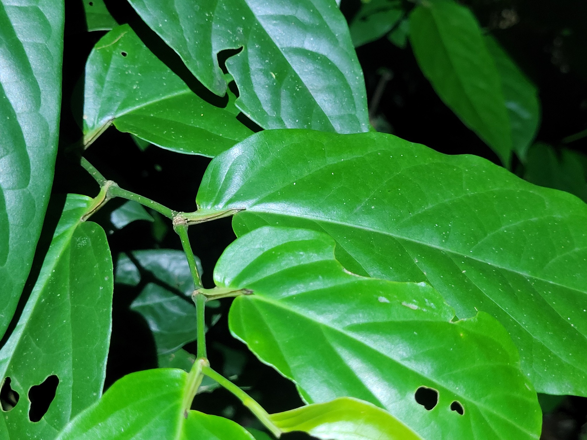 Imagem de Pimenta-de-macaco