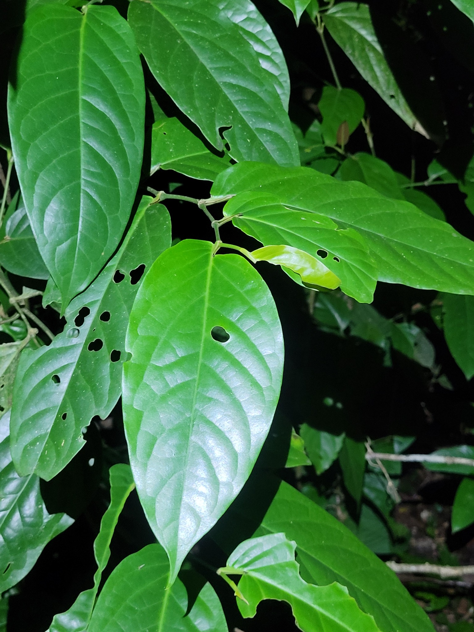 Imagem de Pimenta-de-macaco