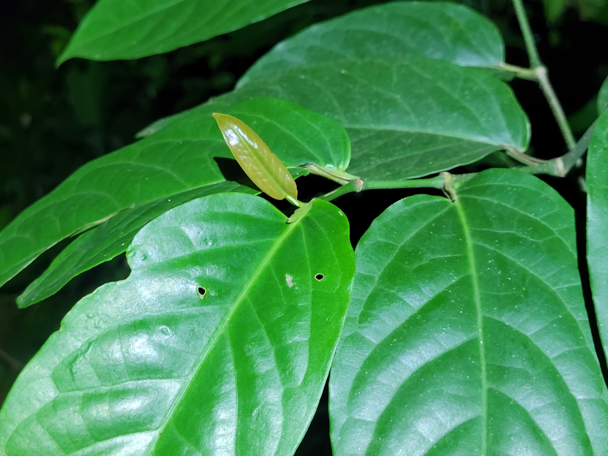 Imagem de Pimenta-de-macaco