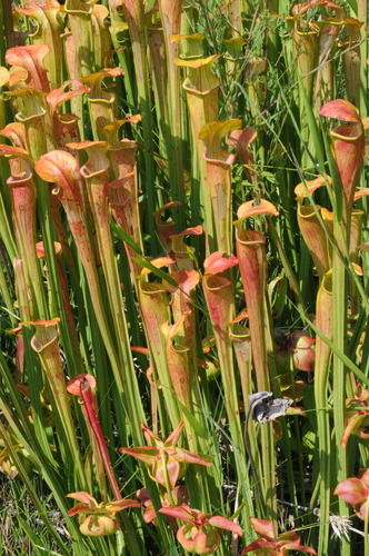 Pale Pitcher Plant