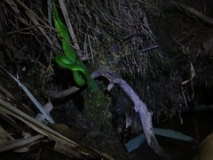 Trimeresurus insularis