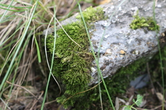 Bryophyta