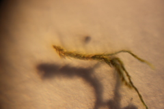 Bryophyta
