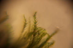 Bryophyta