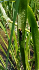 Xanthopastis regnatrix
