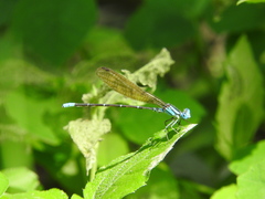 Argia rhoadsi