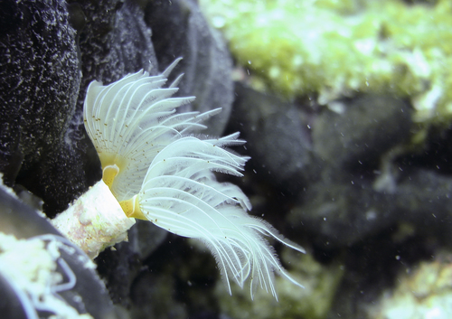 Protula tubularia