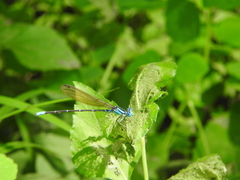 Argia rhoadsi