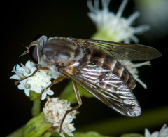 Pangoniinae
