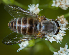 Pangoniinae