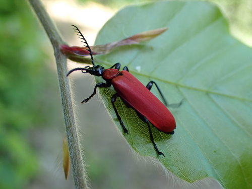 Cardinal beetle