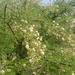 Acacia etbaica
