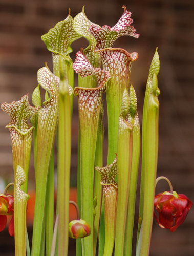 white pitcher plant