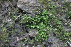 Fissidens