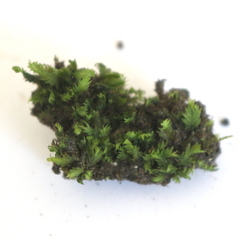 Fissidens