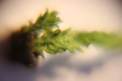 Fissidens