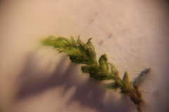 Fissidens