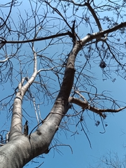 Gyrocarpus jatrophifolius
