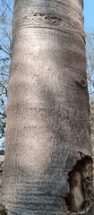 Gyrocarpus jatrophifolius, photograph (c) nasua, some rights reserved (CC BY)