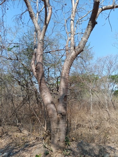 Gyrocarpus jatrophifolius, photograph 3