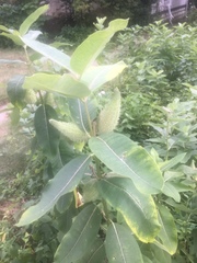 Asclepias syriaca