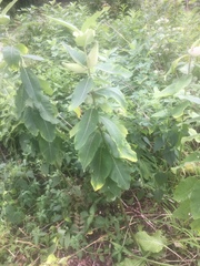 Asclepias syriaca