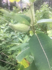 Asclepias syriaca