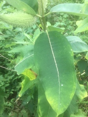 Asclepias syriaca