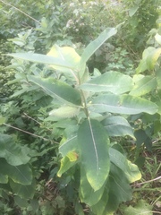Asclepias syriaca