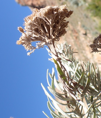 Athanasia tomentosa, photograph 2