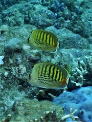 Chaetodon punctatofasciatus
