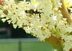 Megacyllene robiniae