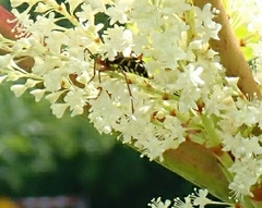 Megacyllene robiniae