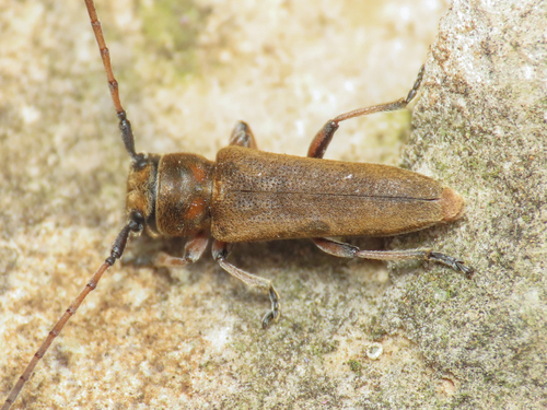 Phytoecia cephalotes