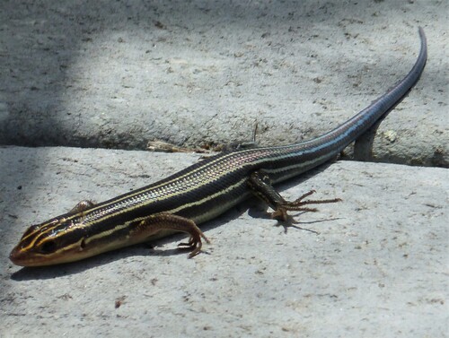 Southeastern Five-lined Skink