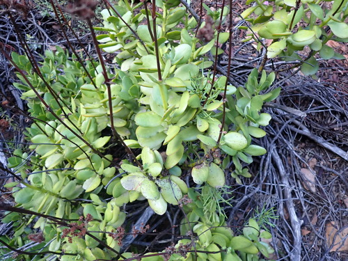 Image of Crassula cultrata by (c) Nicola van Berkel, some rights reserved (CC BY-SA)
