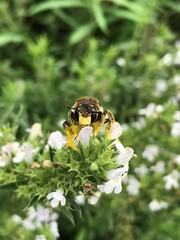 Anthidium