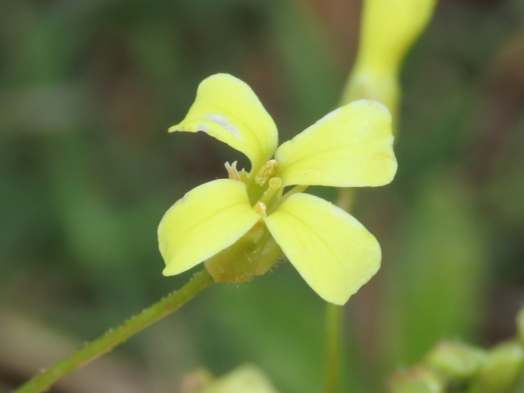Crested wartycabbage (Bunias erucago)