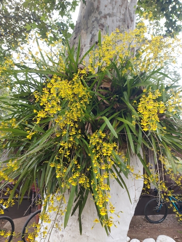 Image of Oncidium sphacelatum by no rights reserved