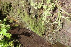 Bryophyta