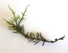 Bryophyta