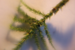 Bryophyta