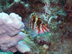 Cirrhitichthys falco