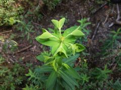 Euphorbia furcillata