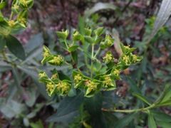 Euphorbia furcillata