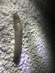 Limacus flavus