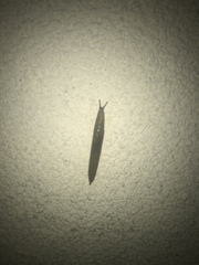 Limacus flavus