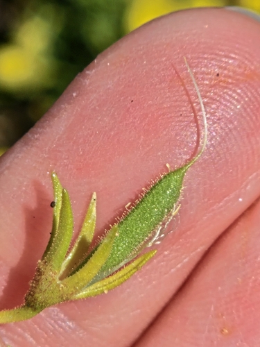 Image of Ononis ramosissima by (c) Alessia Guggisberg, some rights reserved (CC BY-SA)